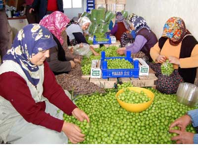 Eriin kilosu 4 liraya kadar dt
