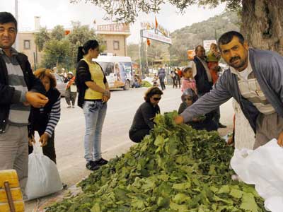 Asma yapra kylnn geim kayna oldu