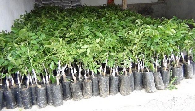 Aslanapa da 3 Tarmsal Proje Baaryla Tamamland