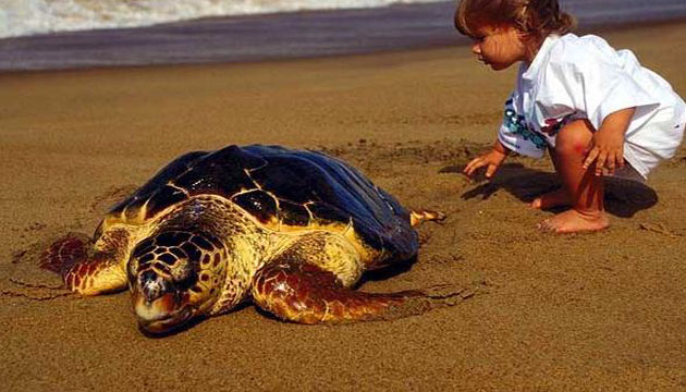 Hayalet avclk denizleri bitiriyor, caretta ve ocuk