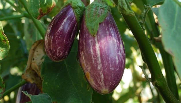 Üreticinin Yamula Patlıcanı İsyanı