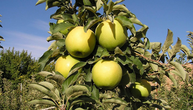 Doanehirde Bu Yl Elma Rekoltesi 27 Bin Ton