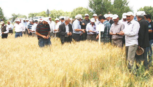 Yozgatta iftilere Daha Verimli Buday eitleri Tantld
