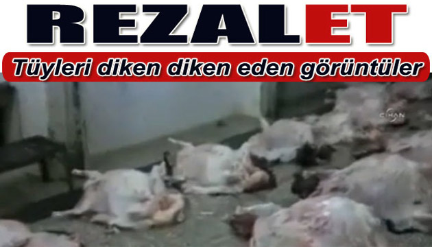 Belediye mezbahasndaki etleri kediler yiyor
