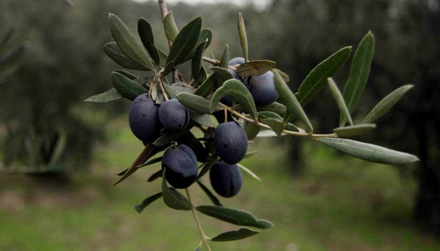 zeytin, marmarabirlik