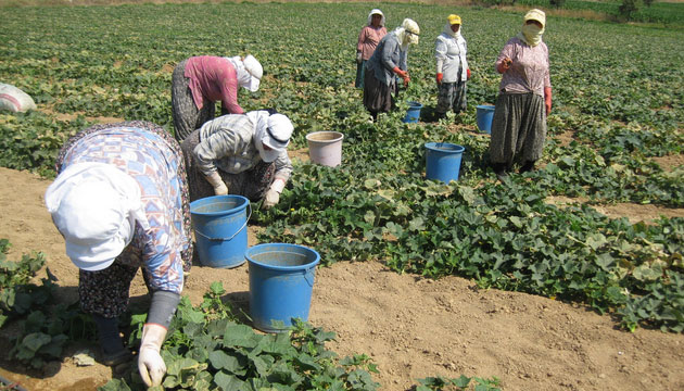 Tarlada 40 Derece Scan Altnda Ekmek Sava