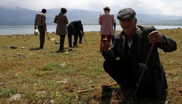Domalan mantar geim kayna oldu