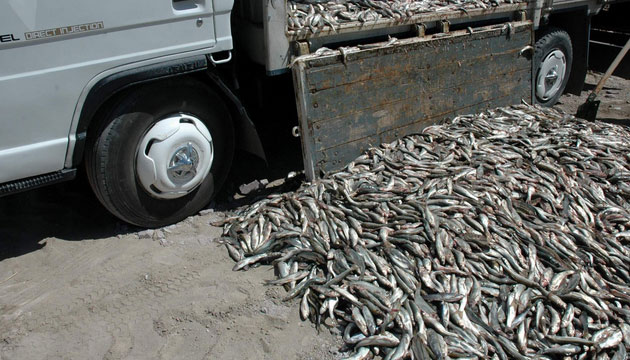 Van, Kaak Avlanm 6 Ton nci Kefali Bal Ele Geirildi, kaak, inci kefali