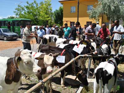 Klbasan Beldesinde Buza Gzellik Yarmas Yapld