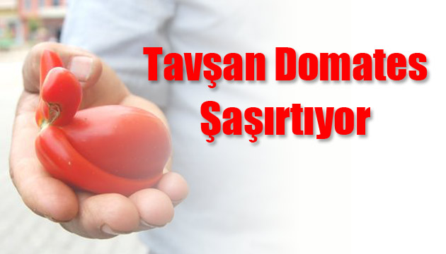 Tavan deil domates