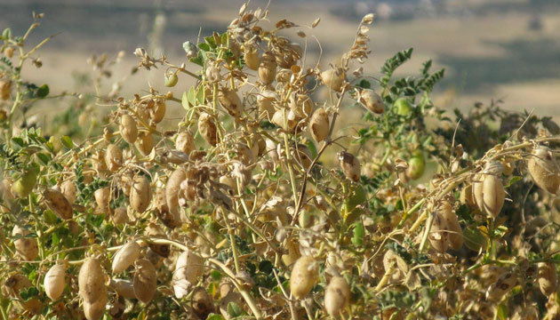 Araban Ovasnda Antraknoz Mantar Hastal Nohutta Rekolte Kaybna Sebep Oldu