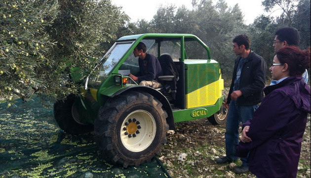 Zeytinde Mekanik Hasat