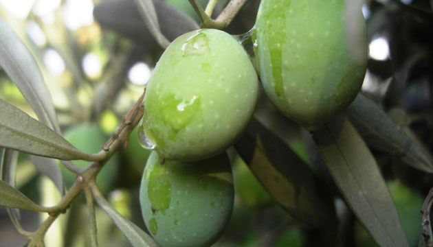 zeytin