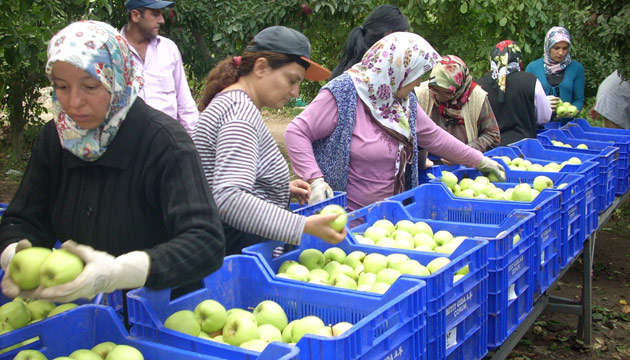 Elma Hasad Balad, 610 Bin Tonun zerinde retim Bekleniyor