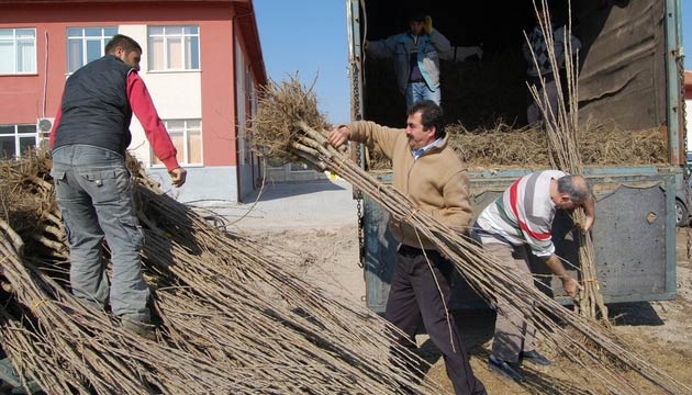 Nevehirde iftilere 4 Bin 400 Kiraz Fidan Datld