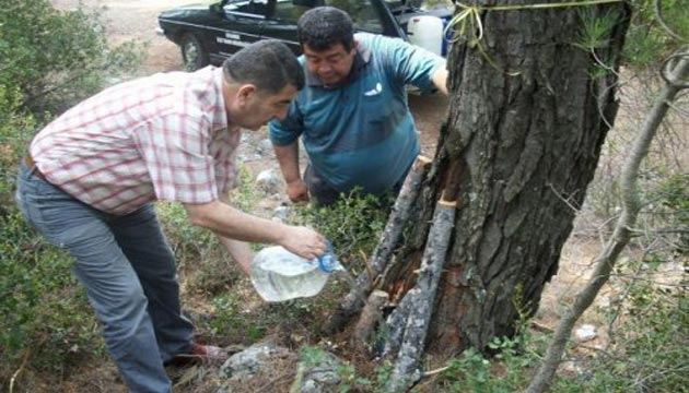 Dalaman