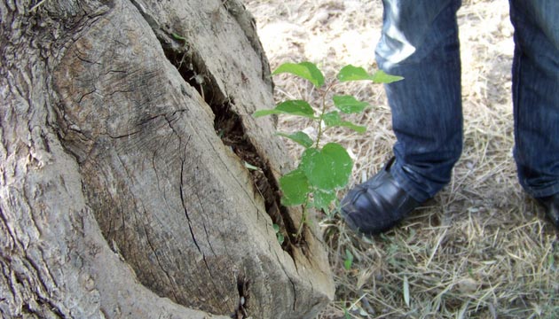 Zeytin Aacnn Gvdesinden Kays Fidesi kt