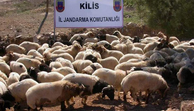 Snrda Koyun Kaakl