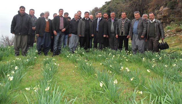 Tarsus Krsal Kylerinde Soanl Ss Bitkisi Yetitircilii Yaygnlayor
