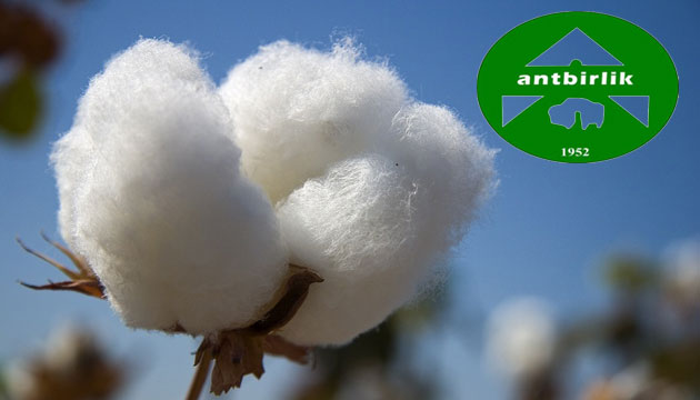 antbirlik