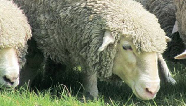 merinos