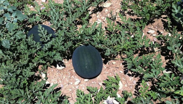 Yerel Karpuz enlikle Hasat Edilecek, karpuz, adana, ka