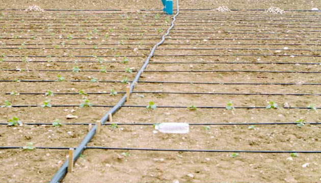 DAMLA SULAMA