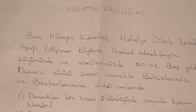Domuzlar Tarlalara Zarar Veriyor