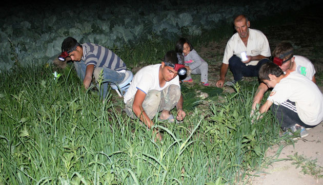 Sebze reticilerinin Gece Mesaisi