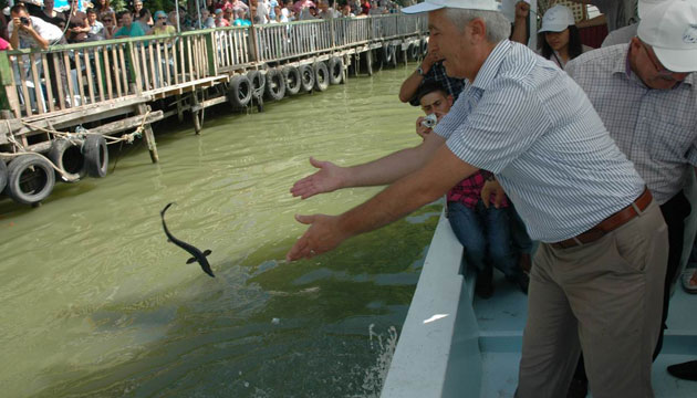 Markalanan mersin balklar Karadeniz