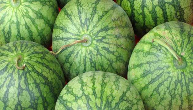karpuz