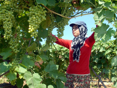 Turfanda Sultaniye zmnde Hasat Hazrl