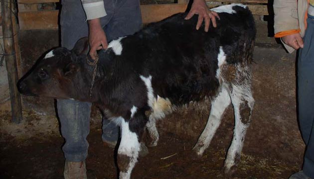 4 Aydr Buzalara Kulak Kpesi Taklmyor