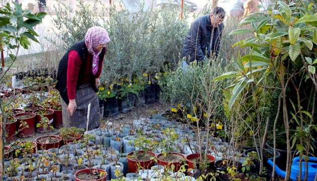 Sertifikal Fide Ve Fidan Satlar Balad