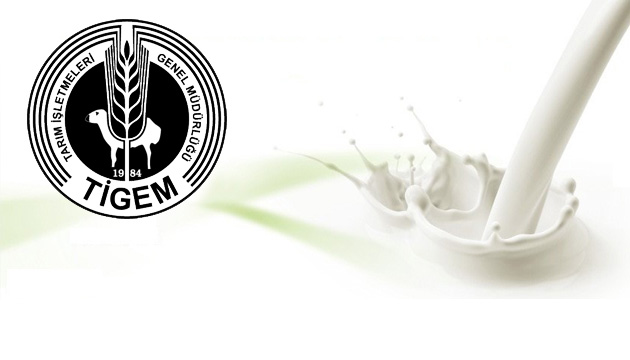 tigem,st,Tigem Koyun St Satacak