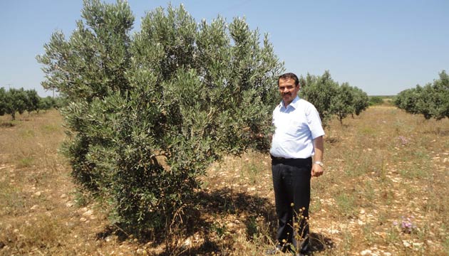 Didim Ziraat Odasndan Zeytinliklerde Yabani Ot Uyars