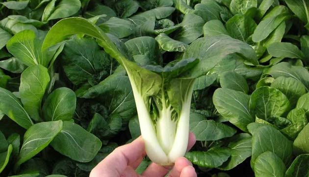 Pak Choi