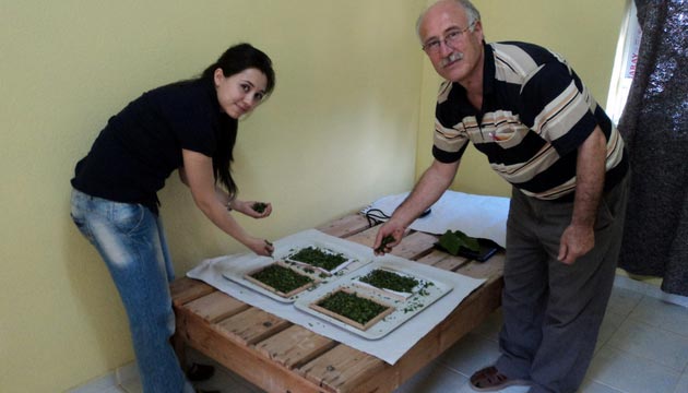 Dalamanda pekbcekilii Canlanyor