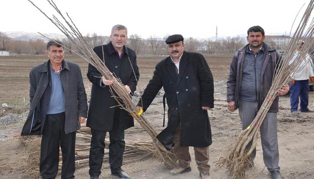 Yerkyde Meyve Baheleri Oluturuluyor