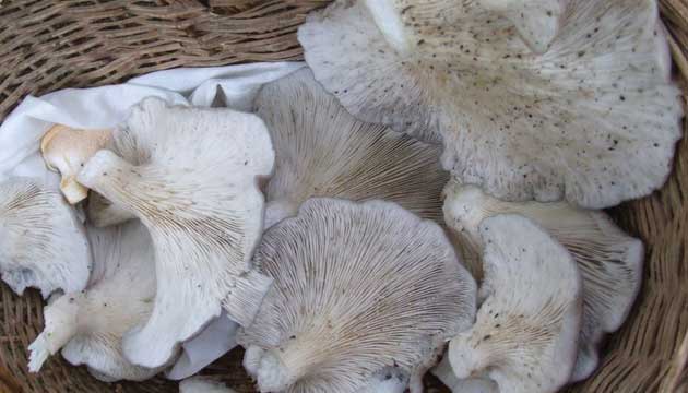 STRDYE MANTARI GLBAI