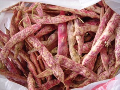 taze barbunya