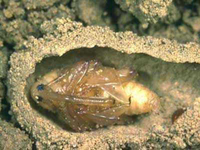 fndk kurdu
