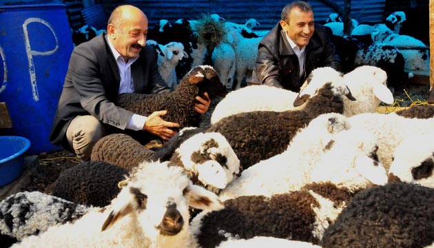 Of Koyunu ifter ifter Kuzuluyor