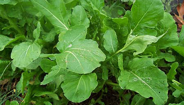 Mihalgazi