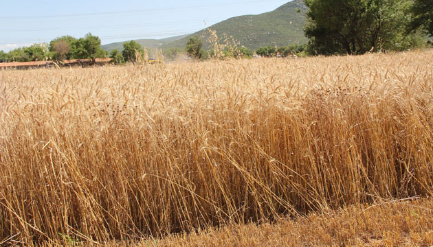 TARLA SAP