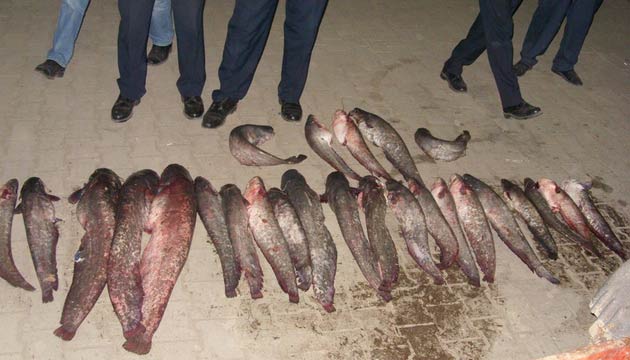 Kaak Avlanan Balklar Sust Yakaland