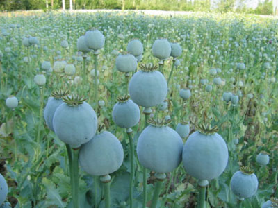 Ktahya