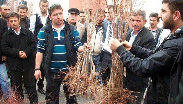 Tercanda 6 Bin 500 Meyve Fidan Datld