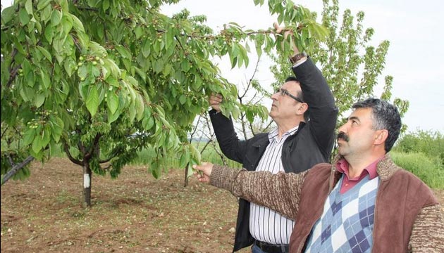 Bursa Ovasnda Dolu Binlerce Dekar Vurdu