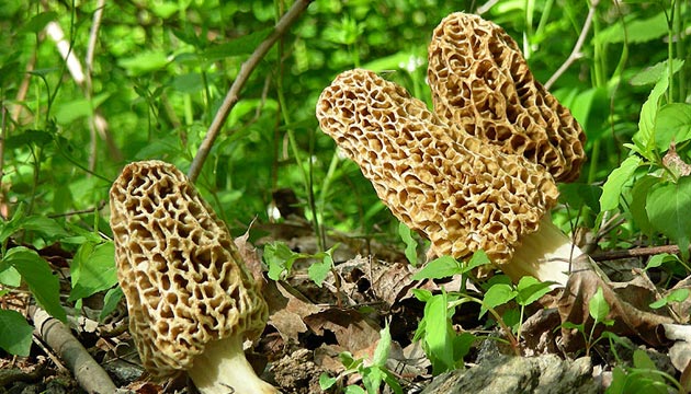 Morchella-Esculanta,-Hbelen-Mantar-,-kuzu-gbei-mantar